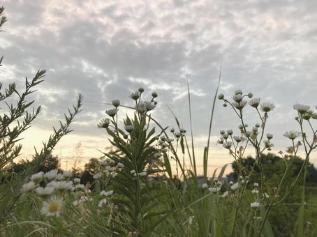 夕暮れ 夕暮れの写真