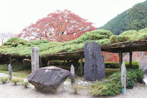 善峯寺　遊龍の松 善峯寺,遊龍の松,五葉松の写真素材