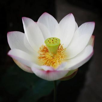 器のように綺麗に咲く白とピンクの蓮 器のように綺麗に咲く白とピンクの蓮の写真