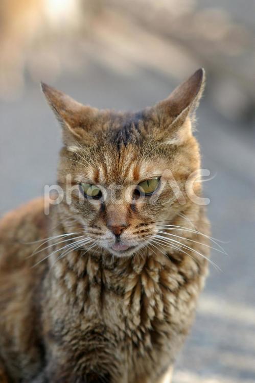 舌を出す駐車場のキジトラ猫 ネコ,ねこ,ノラ猫の写真素材
