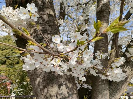 横浜の桜満開 横浜の桜満開の写真