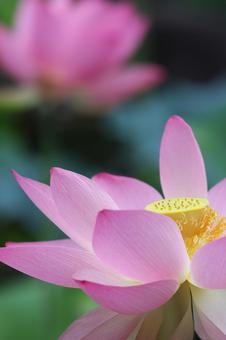 Photo, lotus flower, lotus, a lotus, 
