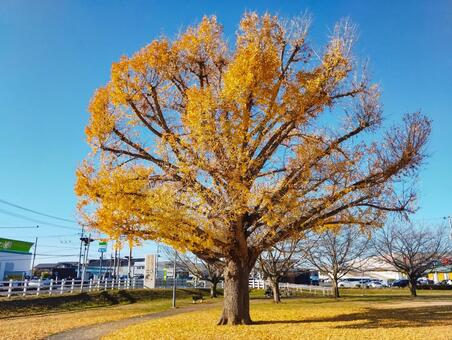 終わりかけの大イチョウ 銀杏,紅葉,冬の写真素材