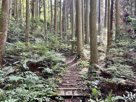 金山の登山道4 金山の登山道4の写真