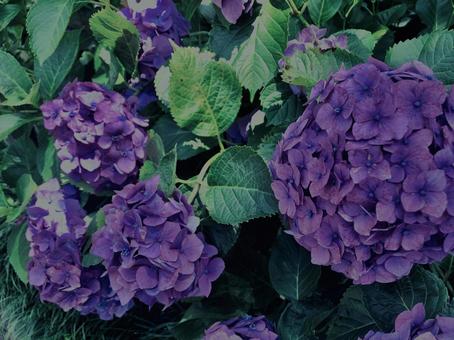 Hydrangea, Kamakura,, JPG Hydrangea, Kamakura,, JPG