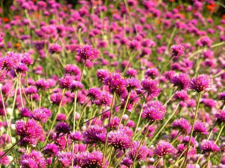 花壇に咲くピンク色のセンニチコウ センニチコウ,花,植物の写真素材