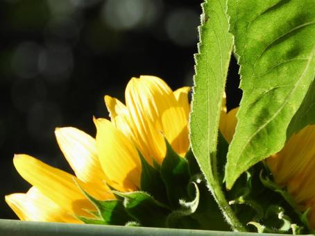 向日葵 向日葵の写真