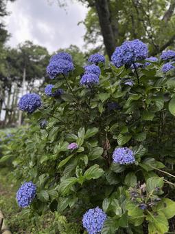 あじさい園 あじさい園 あじさい,紫陽花,花の写真素材