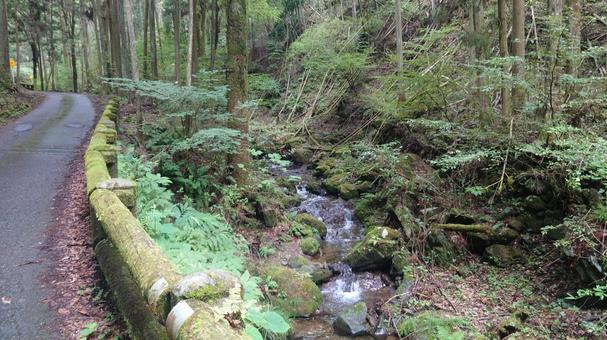 清流 水辺の風景 清流 水辺の風景 清流,川,小川の写真素材