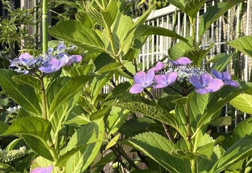 【花の写真】紫陽花の花 【花の写真】紫陽花の花 紫陽花,アジサイ,あじさいの写真素材