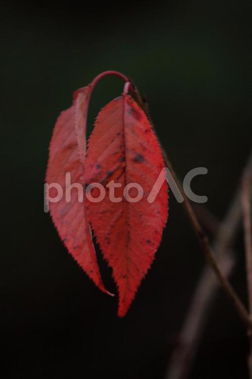 晩秋に枯葉が数枚-1 枯葉,秋,秋景色の写真素材