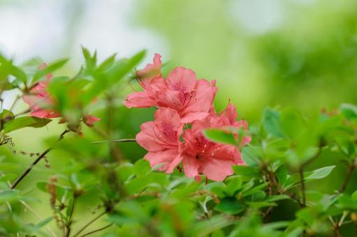 赤いツツジの花の写真