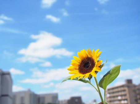 ひまわり 夏,四季,壁紙の写真素材