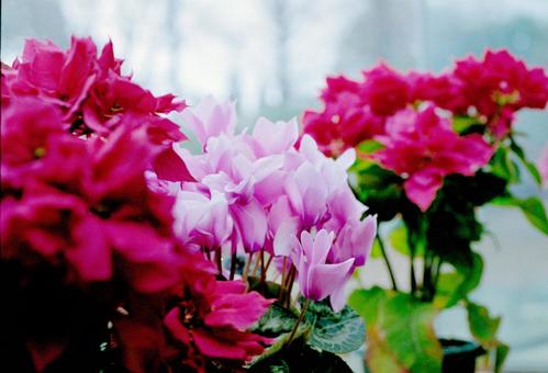 レトロ調シクラメンの写真