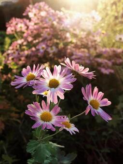 Blooming in the evening sun, chrysanthemum, sunset, autumn, JPG