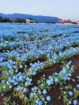 ネモフィラ畑 景色,風景,美しいの写真素材