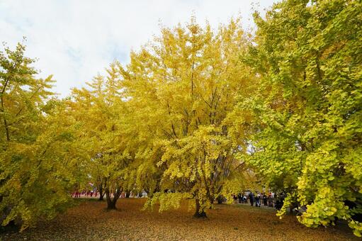福岡 広川 太原のイチョウ9 太原のイチョウ,イチョウ並木,イチョウの写真素材