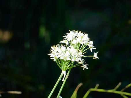【花の写真】ニラの花 【花の写真】ニラの花の写真