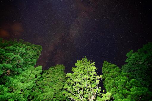 森の中で見上げる星空 森の中で見上げる星空の写真