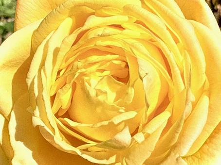 黄色い薔薇 03 薔薇,ソウビ,花の写真素材