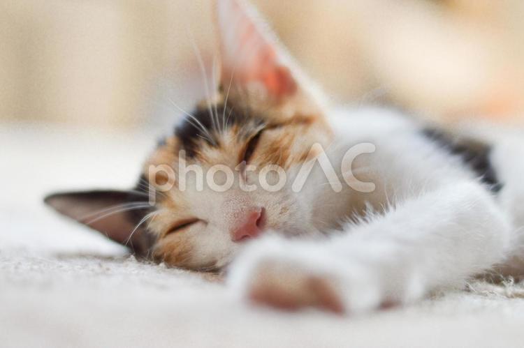 仔猫との昼寝 猫,仔猫,三毛猫の写真素材