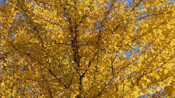 銀杏の紅葉　黄葉 銀杏,イチョウ,紅葉の写真素材