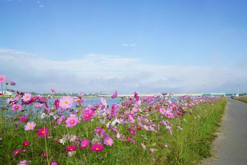 河川敷に咲くコスモス コスモス,秋,花の写真素材