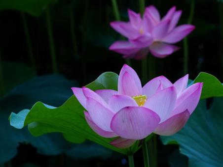 ハスの花【極楽浄土】 ハスの花【極楽浄土】の写真