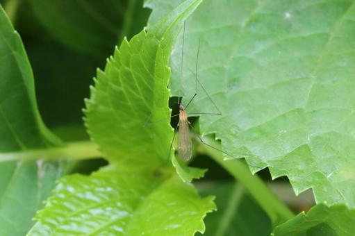 Photo, gagambo, insect, mus, 