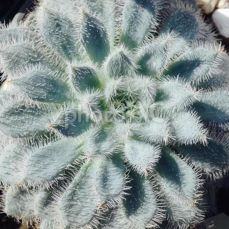 多肉植物 エケベリア  多肉植物,エケベリア,モジャモジャの写真素材