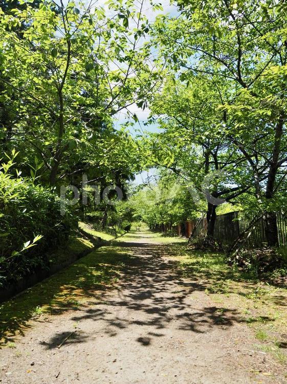 散歩道 自然,道,夏の写真素材