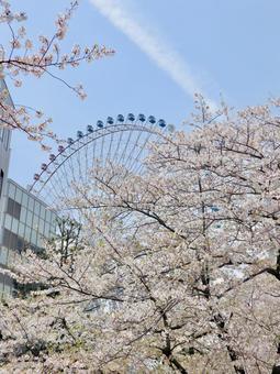 桜 桜の写真