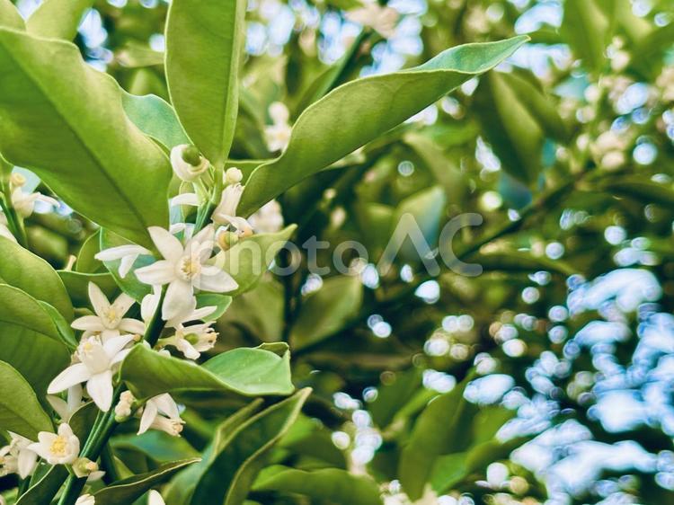 美しい金柑の花、6月の庭の風景 金柑,花,開花の写真素材