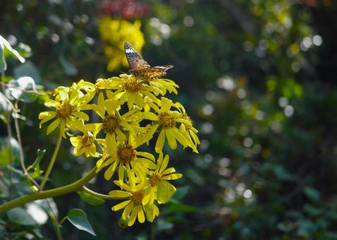 ツワブキとツマグロヒョウモン ツワブキ,キク科,多年草の写真素材