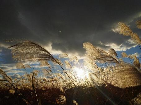 ススキと夕日の写真
