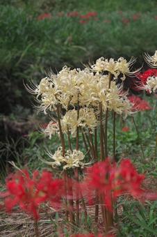 白い彼岸花 彼岸花,秋,花の写真素材
