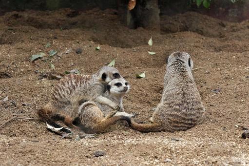 じゃれ合うミーアキャットたち じゃれ合うミーアキャットたち ミーアキャット,スリカータ,小動物の写真素材