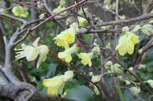 ロウバイ ロウバイの写真