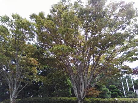 木のある風景 木のある風景の写真