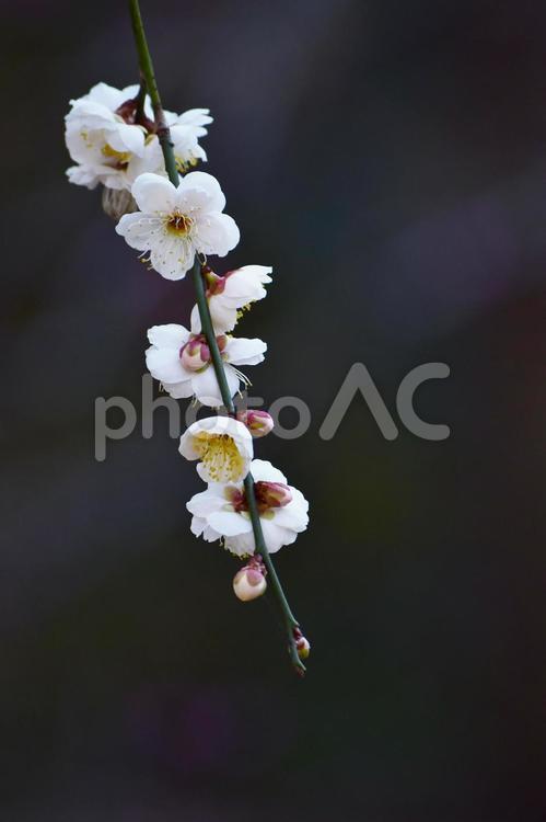 ＜春のイメージ＞梅の花 梅,花,梅花の写真素材