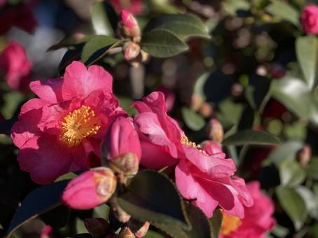 赤い寒椿の花 赤い寒椿の花 山茶花,椿,ツバキの写真素材