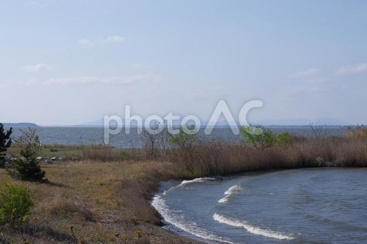 霞ケ浦の湖畔 霞ケ浦,湖,湖畔の写真素材