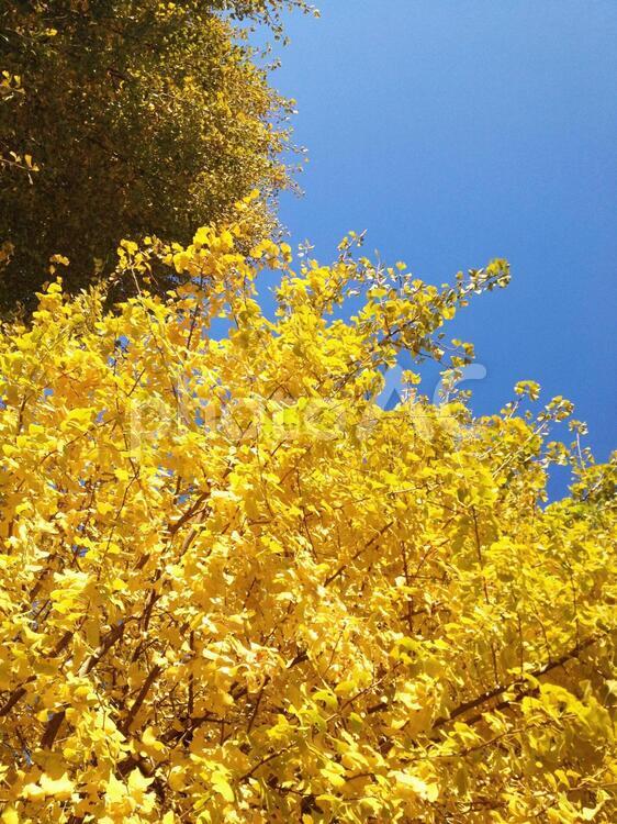 いちょうと空02 いちょう,ぎんなん,黄色の写真素材