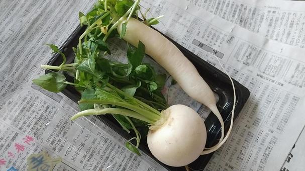 春の七草 七草,春の七草,野菜の写真素材