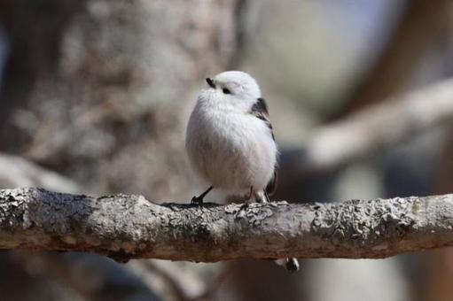 雪の妖精シマエナガ シマエナガ,野鳥,雪の妖精シマエナガの写真素材