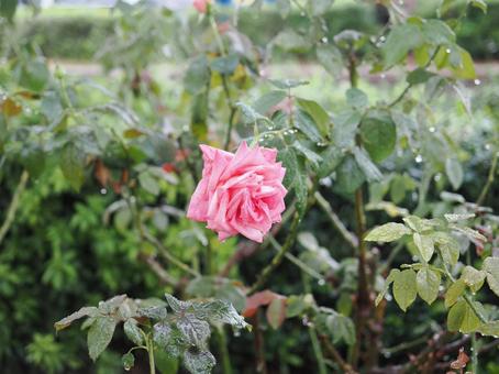 バラ園にてピンクの薔薇を撮影しました バラ園にてピンクの薔薇を撮影しましたの写真
