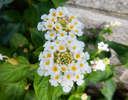 【花の写真】ランタナ（七変化） ランタナ,七変化,植物の写真素材