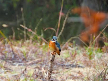 草地に立つ棒にとまるカワセミの写真