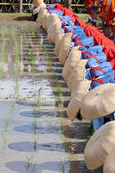 Photo, rice planting, rice, field, 