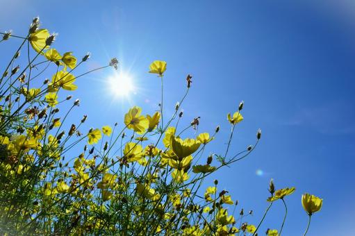 キバナコスモスと青空 キバナコスモスと青空の写真